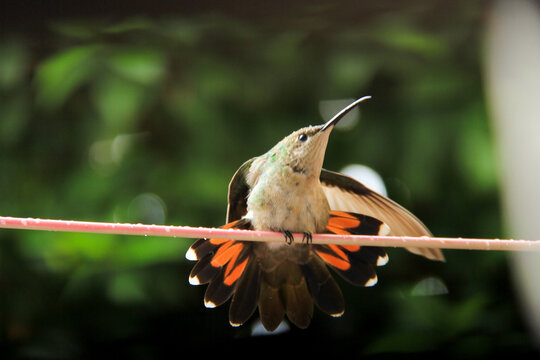 Hummingbird on a rainy day in my backyard 2