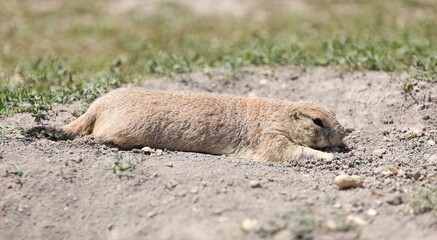A Cute Little Prairie Dog Near the Badland National Park in South Dakota