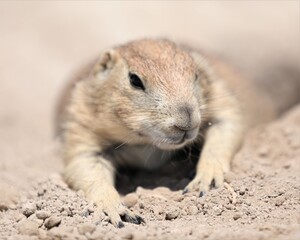 A Cute Little Prairie Dog Near the Badland National Park in South Dakota