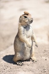A Very Docile Little Prairie Dog Near the Badlands National Park in South Dakota
