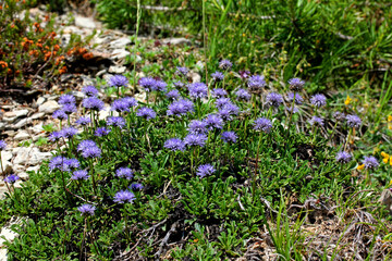 vedovelle celesti (Globularia cordifolia)