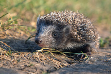 little hedgehog outdoors in sunlight
