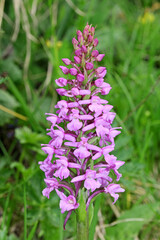 sommità fiorita di un'orchidea di bosco (Gymnadenia conopsea)