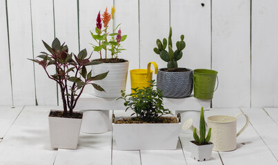 Image of the interior of a house with plants, cactus, buckets and a watering can, with a painted wooden background.