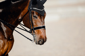 Portrait sports stallion in the bridle. Equestrian sport.