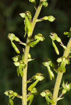 strana orchidea dai fiorellini verdi (Listera ovata)