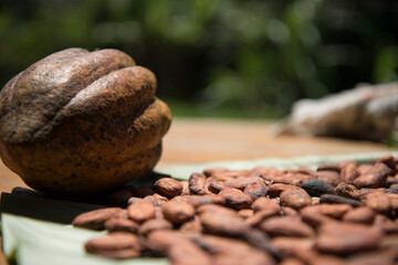 Cacao 