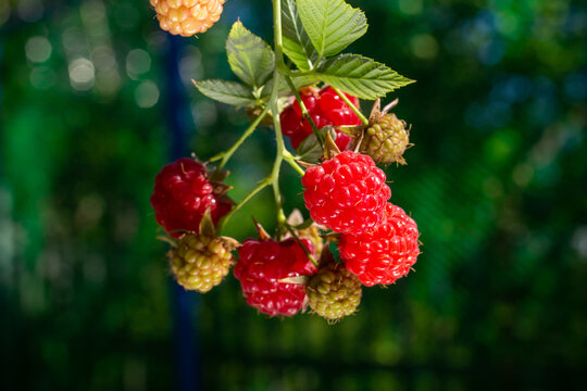 red raspberries on a branch, close-up