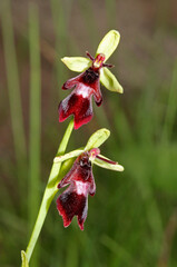 piccola orchidea dai fiori di velluto (Ophrys insectifera)