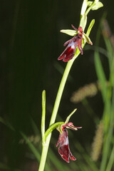 piccola orchidea dai fiori di velluto (Ophrys insectifera) © gabriffaldi