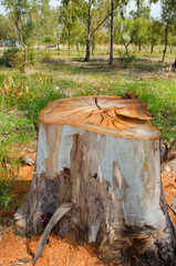 Fototapeta premium Cut tree trunk.