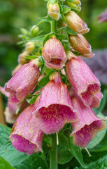 Beautiful summer pink foxgloves (Digitalis purpurea) in bloom