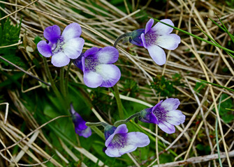 pinguicola viola (Pinguicula leptoceres)