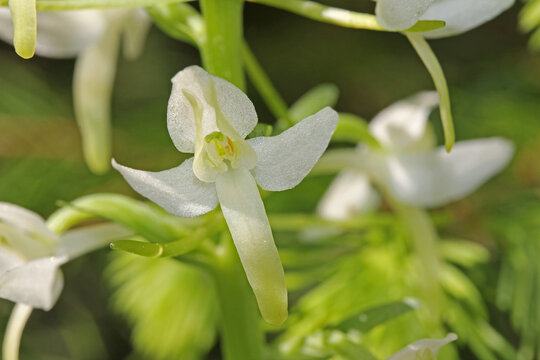 orchidea di bosco a fiori bianchi (Platanthera bifolia)