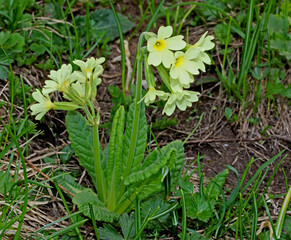 primula gialla (Primula elatior)