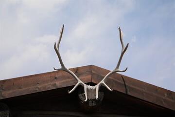 Elk Antlers Hung on the Front of a Log Cabin in Wyoming