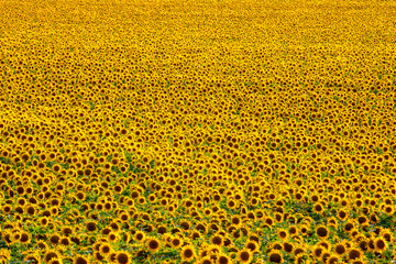 Large field of blooming sunflowers in sunlight. Agronomy, agriculture and botany