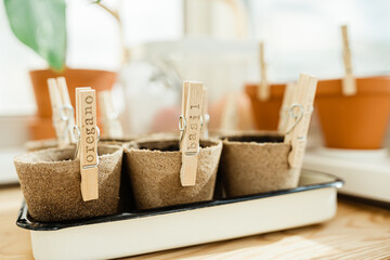 Planted herbs in peat pots. Home gardening
