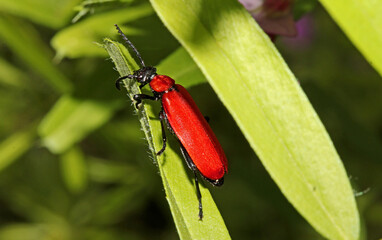 coleottero rosso acceso (Pyrochroa coccinea)