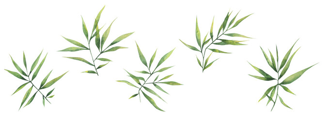 Watercolor illustration with green branches and bamboo leaves isolated elements on a white background. Botanical illustration for postcards, posters, banners, fabrics.