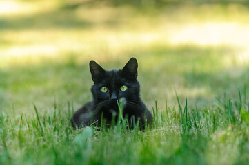 black cat lies in the grass and stares intently at the camera. Selective focus. Summer time