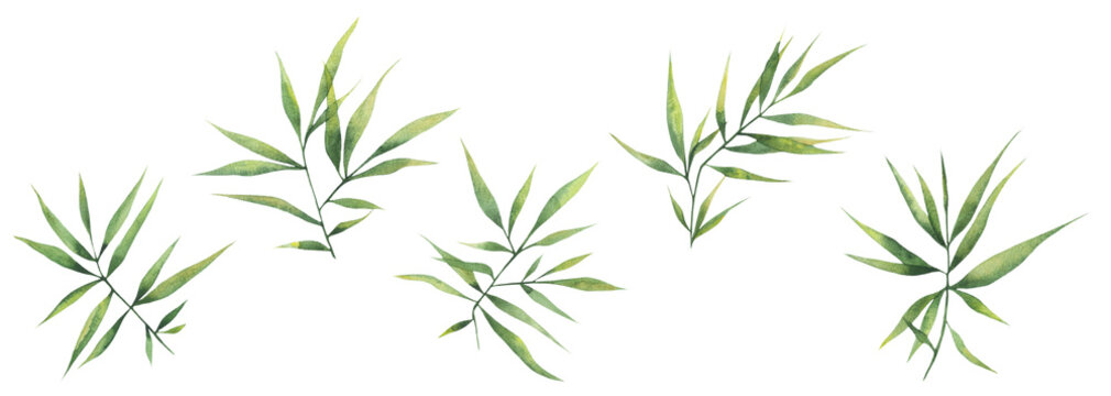 Watercolor illustration with green branches and bamboo leaves isolated elements on a white background. Botanical illustration for postcards, posters, banners, fabrics. © Vasia_illi