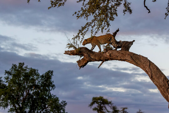 Leopard (Panthera Pardus) standing in a tree in the late afternoon in Mashatu Game Reserve in the Tuli Block in Botswana
