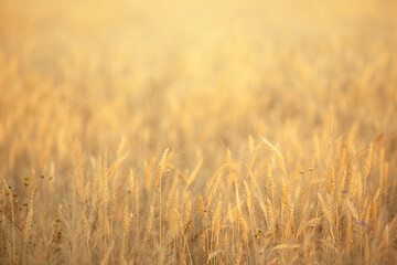 summer field with yellow ears of ripe wheat at sunset, background