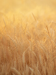 summer field with yellow ears of ripe wheat at sunset, background