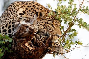 Fototapeta na wymiar Leopard (Panthera Pardus) resting in a tree in the late afternoon in Mashatu Game Reserve in the Tuli Block in Botswana
