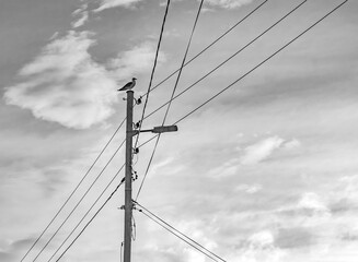 A solitary seagull perched on top of a light post. 