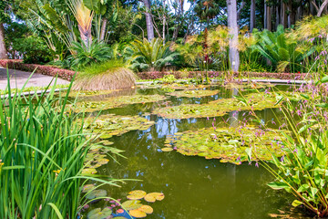 Vegetación acuatica en el Puerto de la Cruz, isla de Tenerife