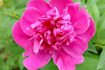 Pink Peony Flower 