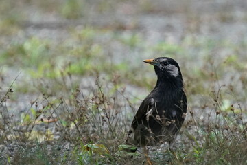 starling on the ground