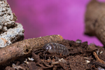 The little bug in garden