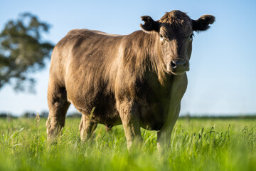 Angus and Murray grey cows, eating long green grass in Australia.