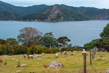 Sheep grazing at Great Barrier Island
