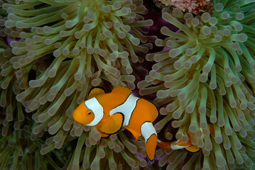 An anemone and it's Clown fish