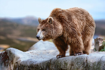 Fototapeta premium Sample of a large male brown bear