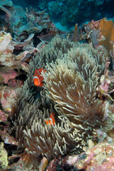 An anemone and it's Clown fish