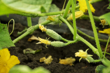 Small cucumbers with inflorescence hangs on a stem with leaves in a garden.  Selective focus. Close-up.