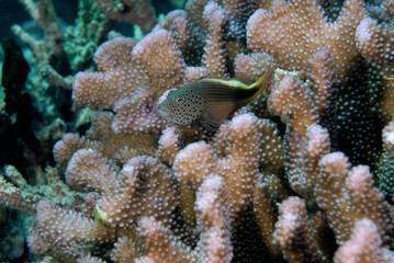 A picture of a forster hawk fish