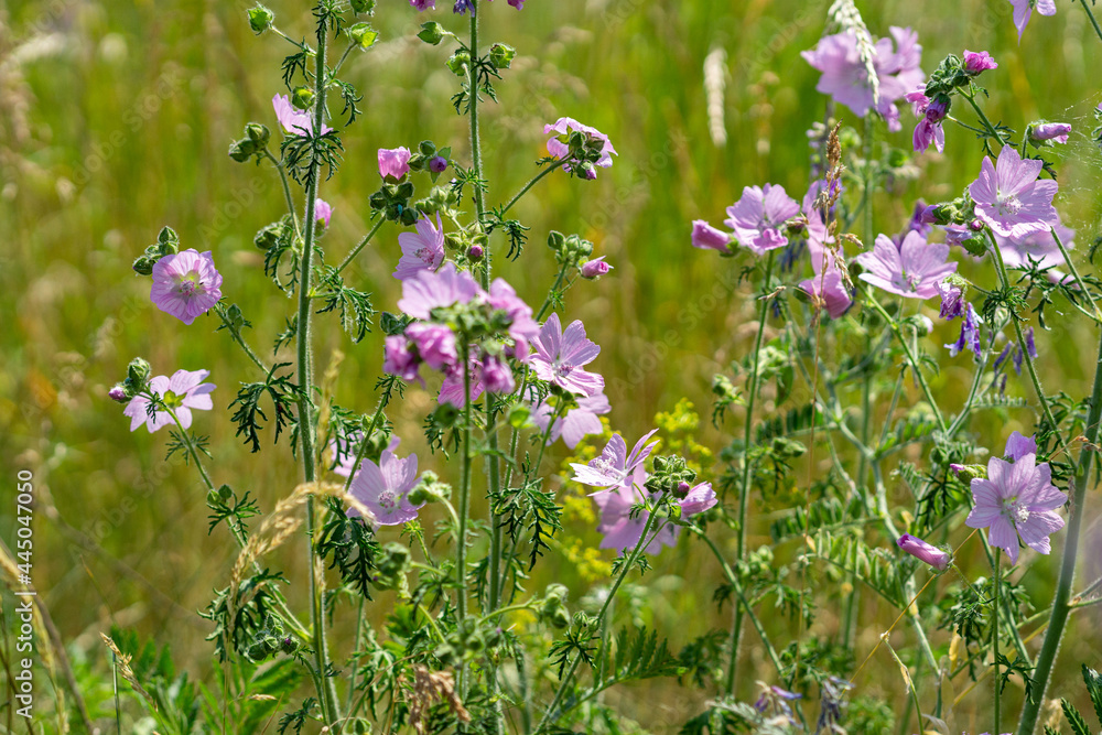 Poster field of flowers