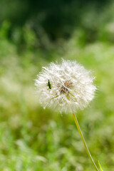 Fluffy dandelion and beetle on a background of grass in a pine forest