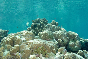 A picture of the coral reef