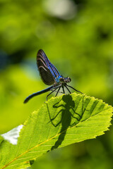 ZYGOPTERA - Kız Böceği