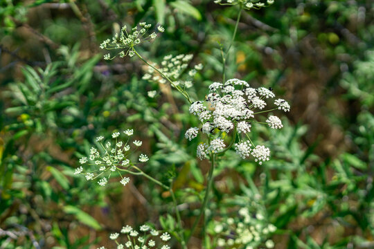 flowers in the garden