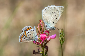 Lycaenidae / Çokgözlü Dafnis / / Polyommatus daphnis