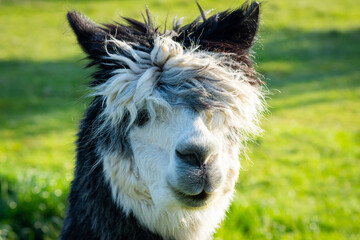close up of a white alpaca