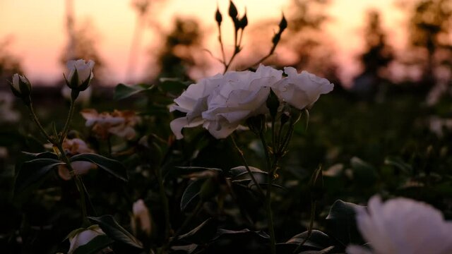 Close Up Shot Of A White Rose Bush And Blurry Sunset Background. Dramatic Rosery Scene.